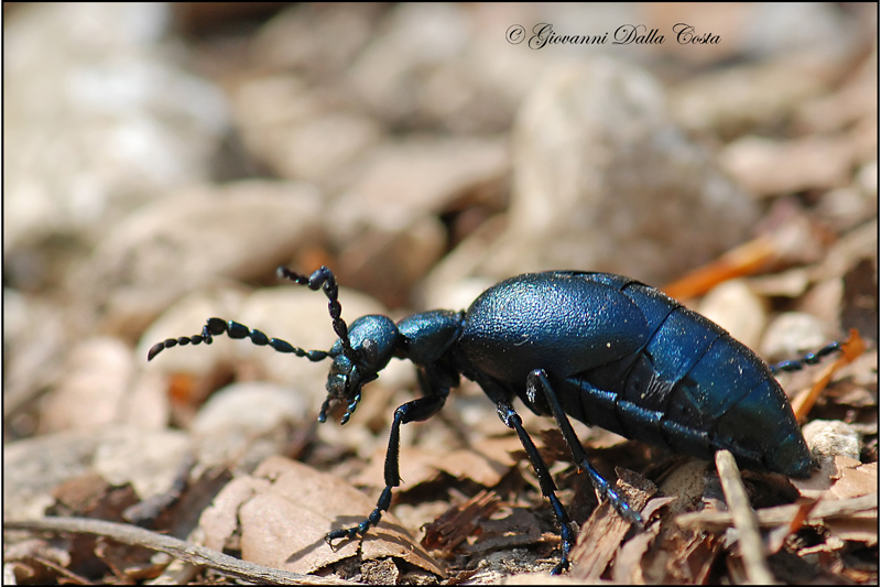 Meloe  violaceus delle Prealpi Vicentine